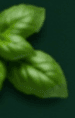 Fresh Basil Leaf